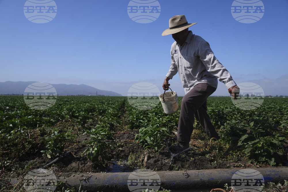 Immigration Raids California Farm