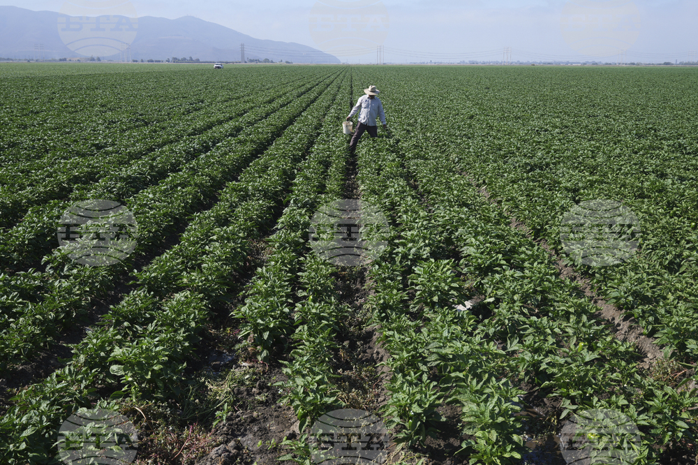 Immigration Raids California Farm