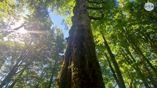 Central Balkan National Park Expert Ficheva Explains Role of Ancient Beech Forests in Central Balkan National Park’s UNESCO Heritage Status
