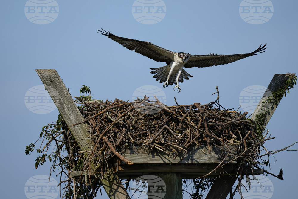Osprey Fish Fight