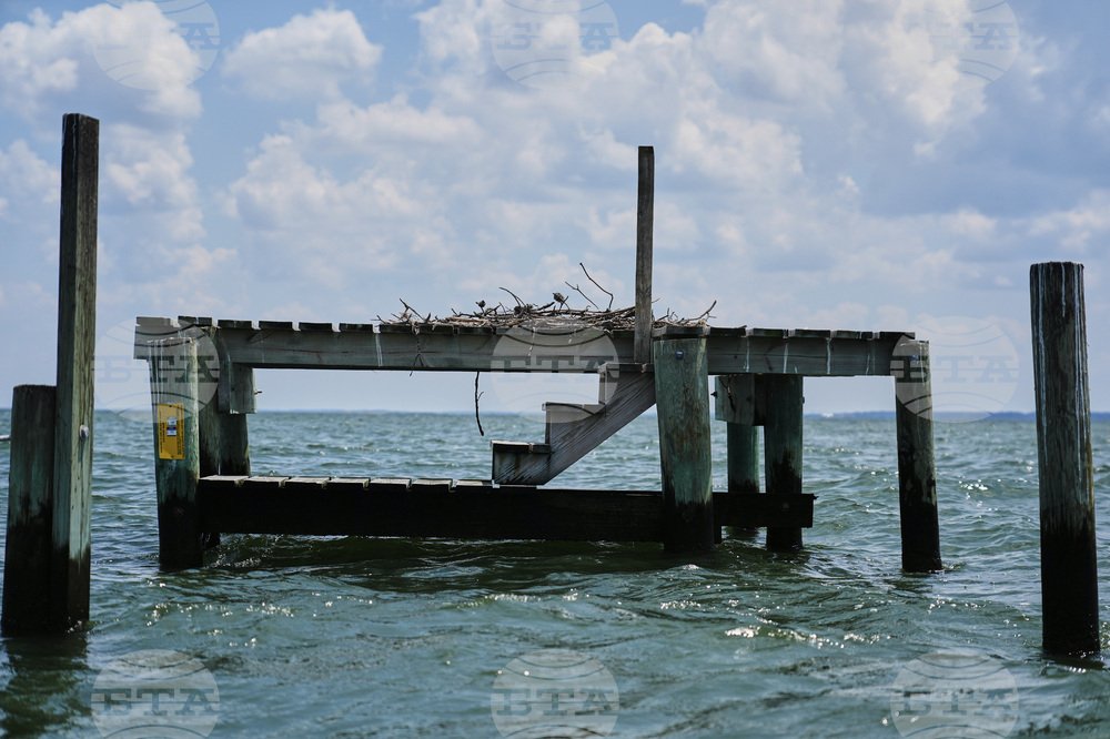 Osprey Fish Fight