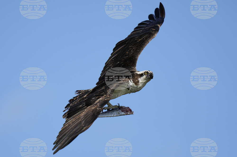 Osprey Fish Fight