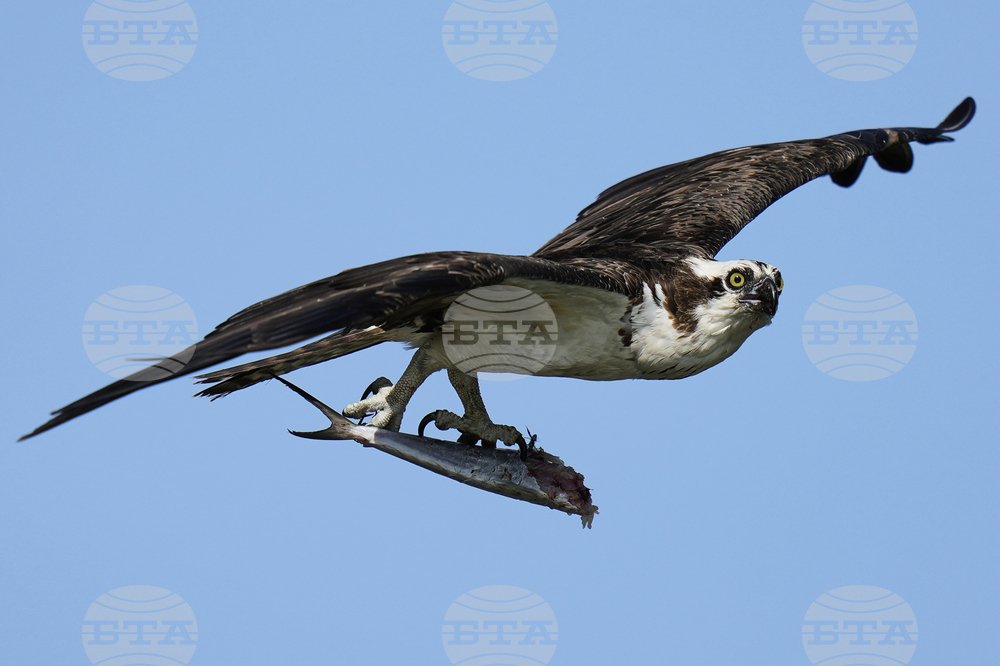 Osprey Fish Fight