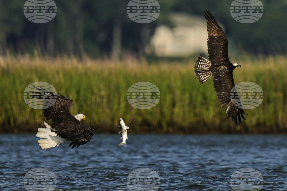 Osprey Fish Fight