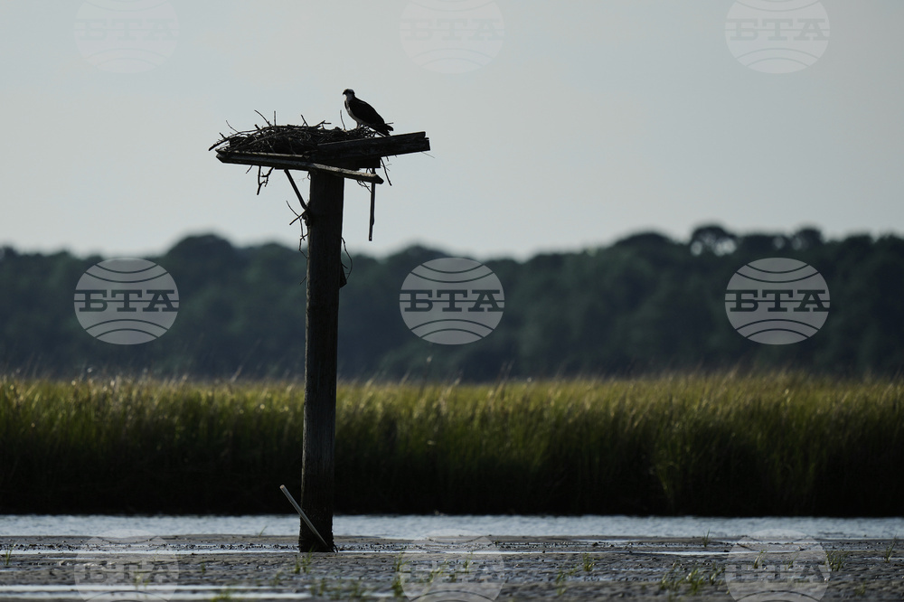 Osprey Fish Fight