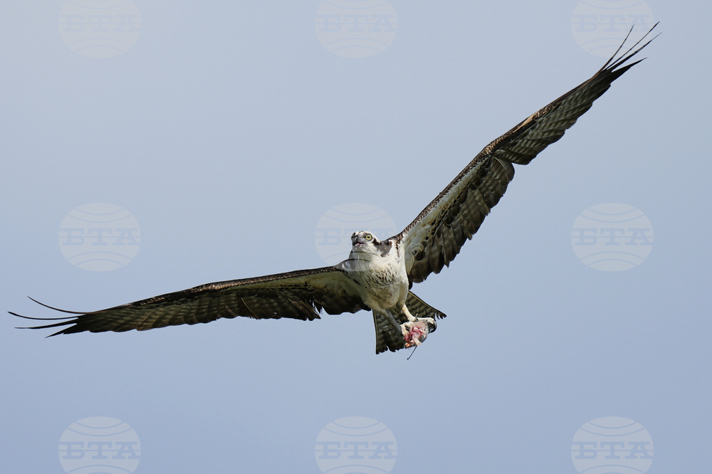Osprey Fish Fight