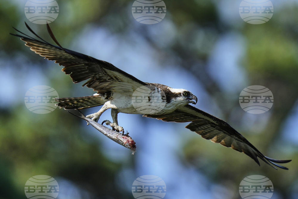 Osprey Fish Fight