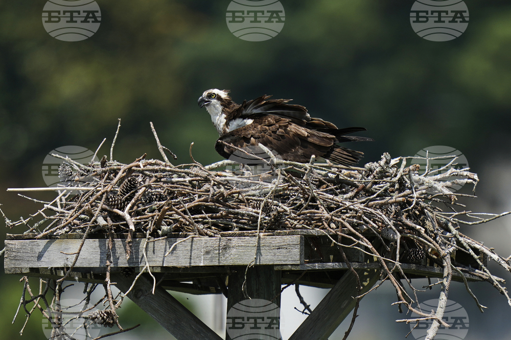 Osprey Fish Fight