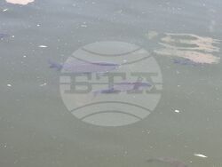 Ямбол - водно съоръжение - ремонт - мъртва риба