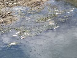 Ямбол - водно съоръжение - ремонт - мъртва риба