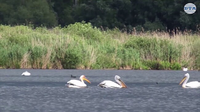 La réserve de Srébarna jouit d’une reconnaissance internationale (Srebarna Nature Museum Director Elena Ilieva Highlights Reserve’s Rich Biodiversity)