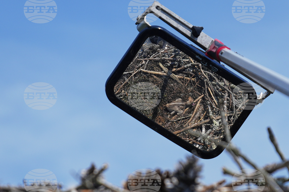 Osprey Fish Fight