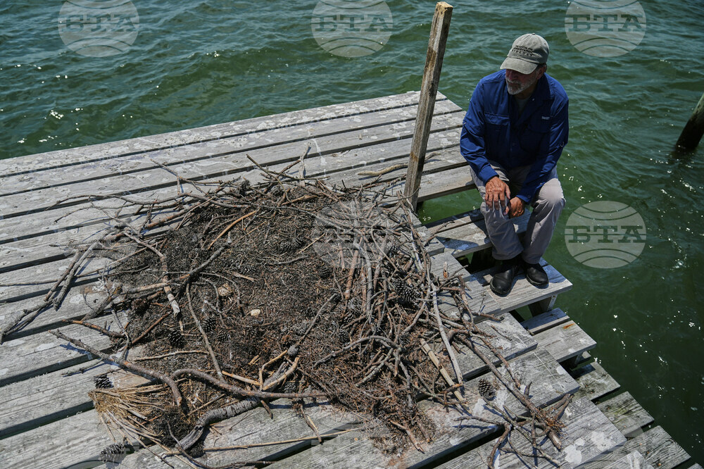 Osprey Fish Fight