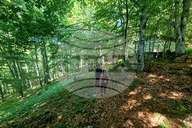 Troyan - "Steneto" reserve - ancient beech forest - UNESCO