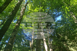 Troyan - "Steneto" reserve - ancient beech forest - UNESCO