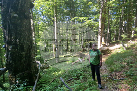 Troyan - "Steneto" reserve - ancient beech forest - UNESCO