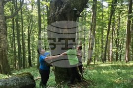 Troyan - "Steneto" reserve - ancient beech forest - UNESCO