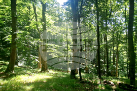 Troyan - "Steneto" reserve - ancient beech forest - UNESCO