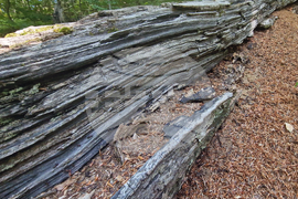 Troyan - "Steneto" reserve - ancient beech forest - UNESCO