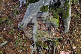 Troyan - "Steneto" reserve - ancient beech forest - UNESCO