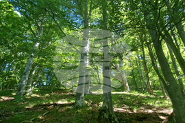 Troyan - "Steneto" reserve - ancient beech forest - UNESCO