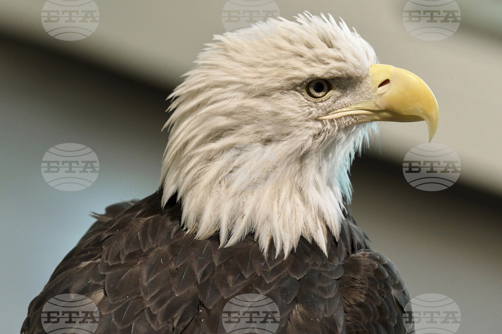 Sacred Bald Eagles