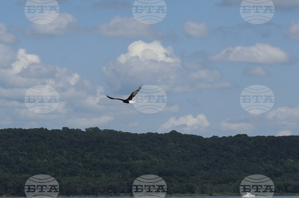 Sacred Bald Eagles