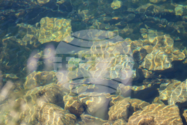 Bansko - Pirin National Park - UNESCO