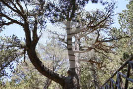 Bansko - Pirin National Park - UNESCO