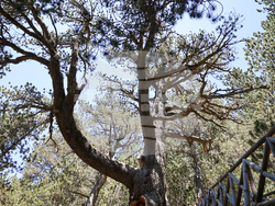 Bansko - Pirin National Park - UNESCO