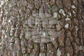 Bansko - Pirin National Park - UNESCO