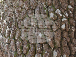 Bansko - Pirin National Park - UNESCO