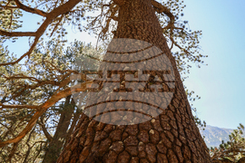 Bansko - Pirin National Park - UNESCO