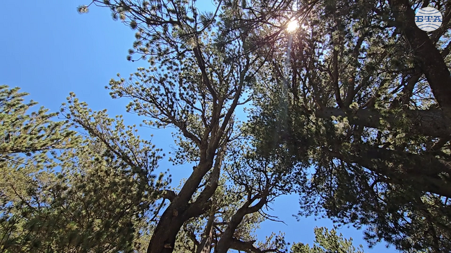 Експертите на дирекция „Национален парк Пирин“ ежегодно следят състоянието на най-старото иглолистно дърво в страната