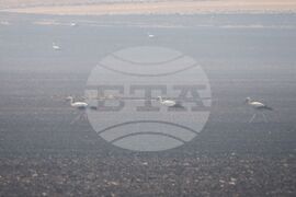 Бургас - местност Острицата - пожар