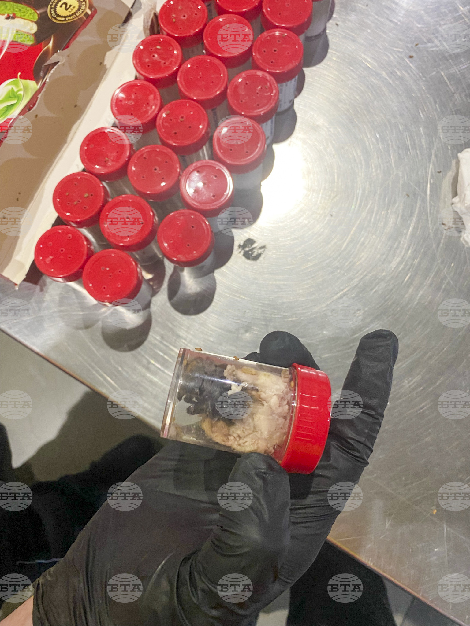 Germany Smuggled Spiders