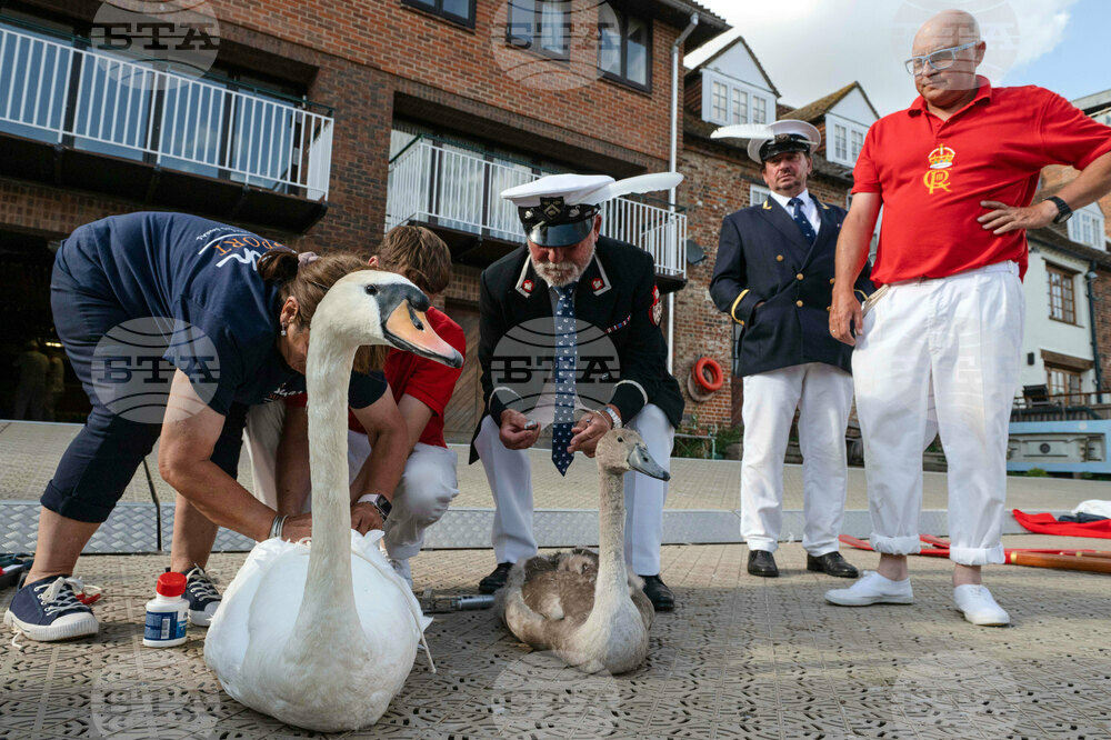 Britain Swan Upping