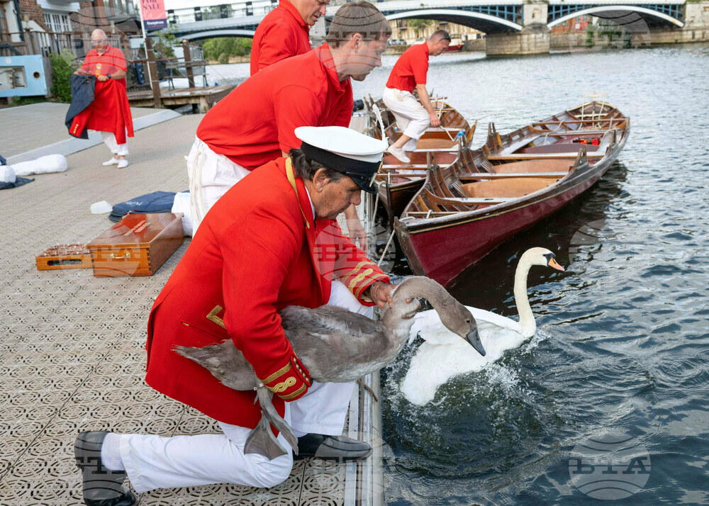 Britain Swan Upping