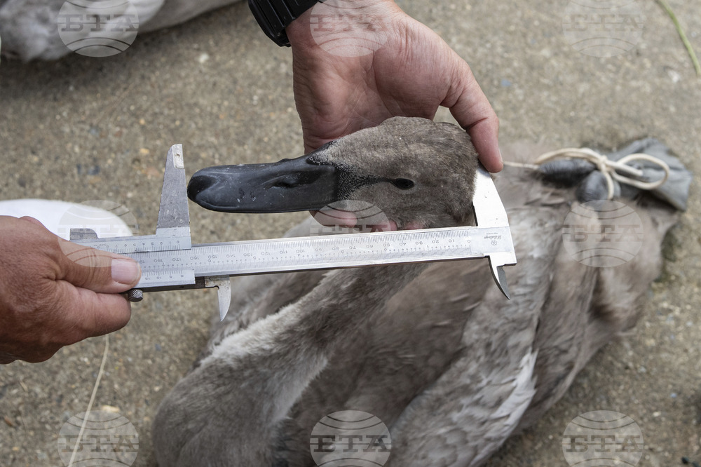 Britain Swan Upping