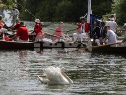 Britain Swan Upping