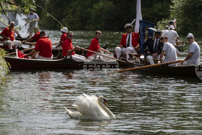 Ежегодното преброяване на лебедите на Чарлз Трети започна във Великобритания
