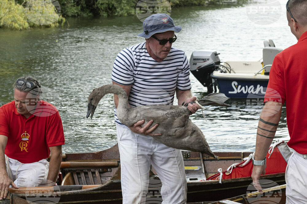 Britain Swan Upping