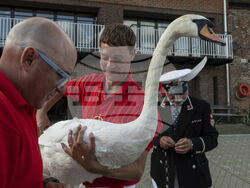 Britain Swan Upping