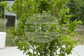 Банкя - парк „Държавното“ - парковo пространство за арттерапия