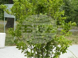 Банкя - парк „Държавното“ - парковo пространство за арттерапия