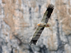 Снимка: Българско дружество за защита на птиците