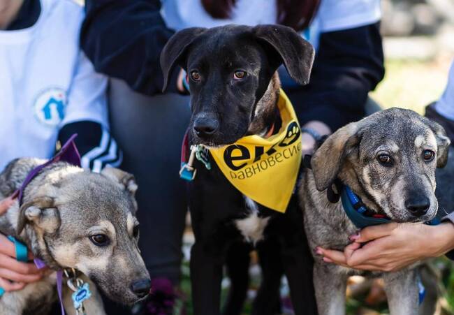 Столична община: “Екоравновесие” подсилва капацитета си с 5 нови позиции и без допълнително натоварване на бюджета 