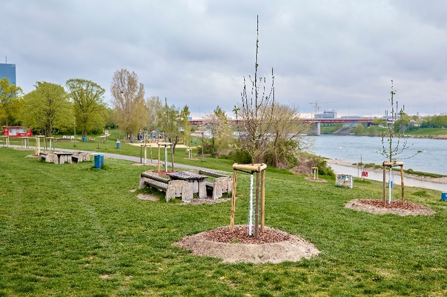 Виена полага специални грижи за младите дървета в борбата с климатичните промени