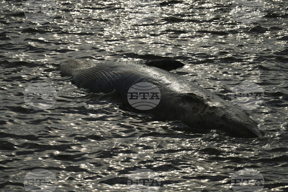 Argentina Whale