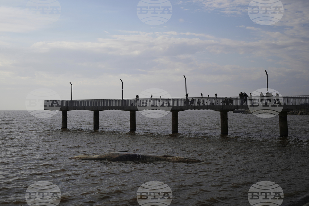 Argentina Whale